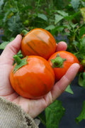 Turkish Orange Eggplant Seeds - 25+ Heirloom Organic Non-GMO - Fresh Vegetable Seeds for Home Garden