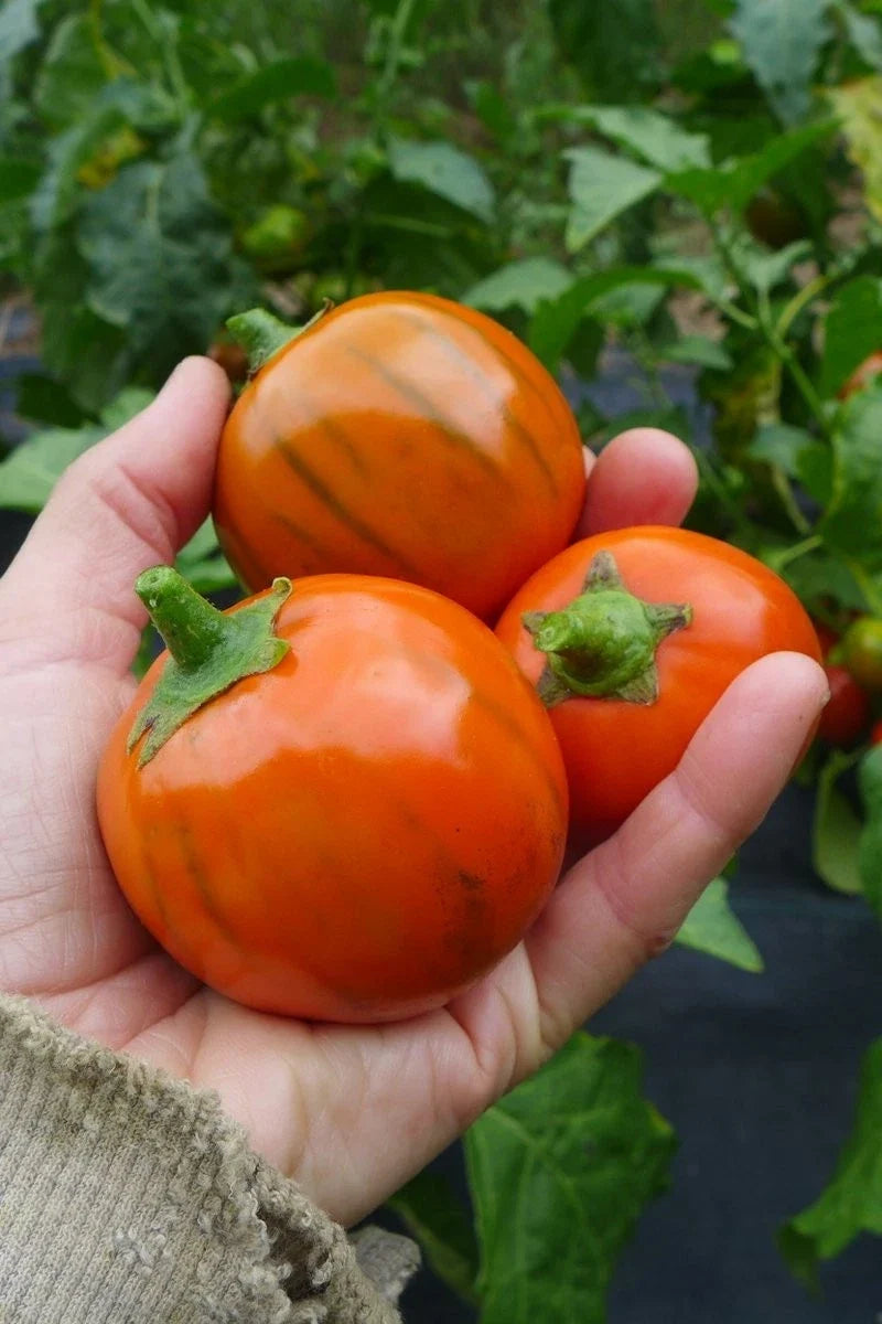 Turkish Orange Eggplant Seeds - 25+ Heirloom Organic Non-GMO - Fresh Vegetable Seeds for Home Garden