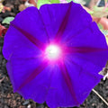 Purple Morning Glory Flower Seeds - 200+ Count, Climbing Flowering Vine, Native Wildflower (Ipomoea purpurea)