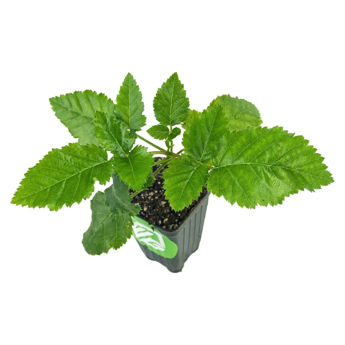 Prime-Ark Freedom Blackberry Plant - Live Rubus Variety - Sweet, Thornless Blackberries