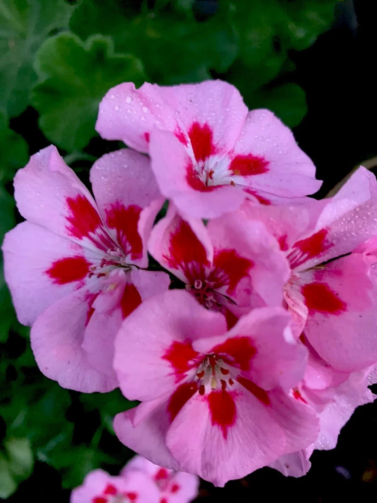 Geranium Live Plants 8-12 Inch Baby Pink with Bright Red Center Perennial (Pelargonium)