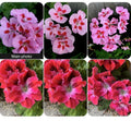 Rare Geranium Plants Set of 2, 8-10 Inch Tall, 3-Inch Pot, Unique Varieties (Geranium spp.)