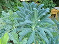 Organic Dinosaur Kale Seeds - Lacinato Variety for Spring/Fall Gardening | Easy Patio & Container Planting