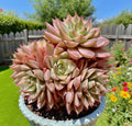 Margaret Succulent Plant - Rare 2.5-3" Easy Care Live Succulent, Bare Root, Drought Tolerant, Perfect for Home Decor