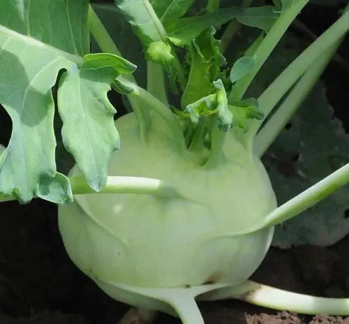 Kohlrabi Seeds 100+ Early White Vienna Cool-Weather Variety Brassica oleracea
