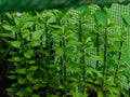 Pereskiopsis spathulata Grafting Stock Cactus Cuttings - 5 Pack - Succulent Plant for Grafting