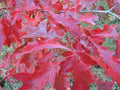 Scarlet Oak Tree Seeds for Planting | Quercus coccinea | Attractive Red Foliage | 100 Seeds