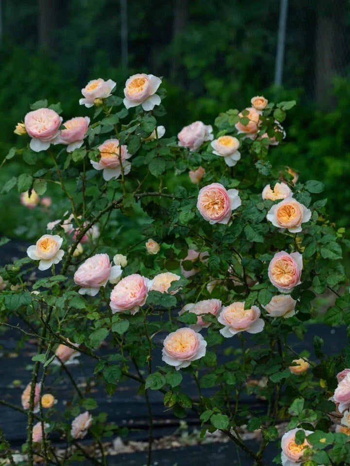 Climbing Rose Plant, Own Root, HanXian (涵仙), Chinese Rose, Live Plant, Garden Flower, Perennial Variety