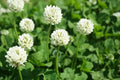 Dutch White Clover Seeds - 500 Count - Great Cover Crop for Pasture Mix - Trifolium repens