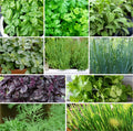 Herb Seeds Mix - 10 Pack Non-GMO Heirloom Variety for Garden Planting - Perfect for Herb Lovers
