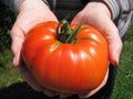 Goliath Hybrid Tomato Seeds - Bulk 100 Count Packet - Bright Red Fruit - Perfect for Home Gardening - Lycopersicon esculentum
