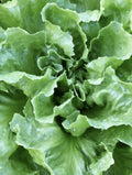 Endive Seeds - 4,000 Seeds, Escarole, Batavian Broadleaf, Cichorium endivia