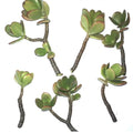 Jade Succulent Cuttings 2/ea Fresh | Fast Growing, Easy to Root | Crassula ovata