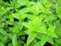 Spearmint Seeds 100 Count Organic Mentha Spicata Medicinal Herb Plant for Tea