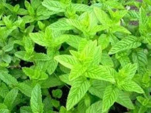 Spearmint Seeds 100 Count Organic Mentha Spicata Medicinal Herb Plant for Tea