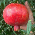Pomegranate Cuttings Lot of 20 Large Sweet Variety - Punica granatum