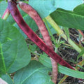 Red Ripper Cowpea Seeds - Small Mexican Red Beans - Vigna unguiculata - Ideal for 2025 Planting