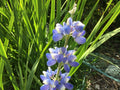 Lupine Seeds 15 Count - Sky Blue Variety - Lupinus polyphyllus