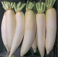 Daikon Radish Seeds - 300+ Heirloom NON-GMO Seeds - Raphanus sativus - USA Seller
