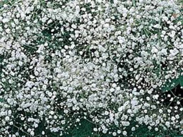 Baby's Breath Seeds - 1000+ Newly Harvested, Beautiful Snow-Like Blooms - Gypsophila elegans
