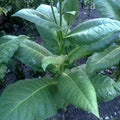 Burley Tobacco Seeds 1000 Heirloom Nicotiana Tabacum Flavorful