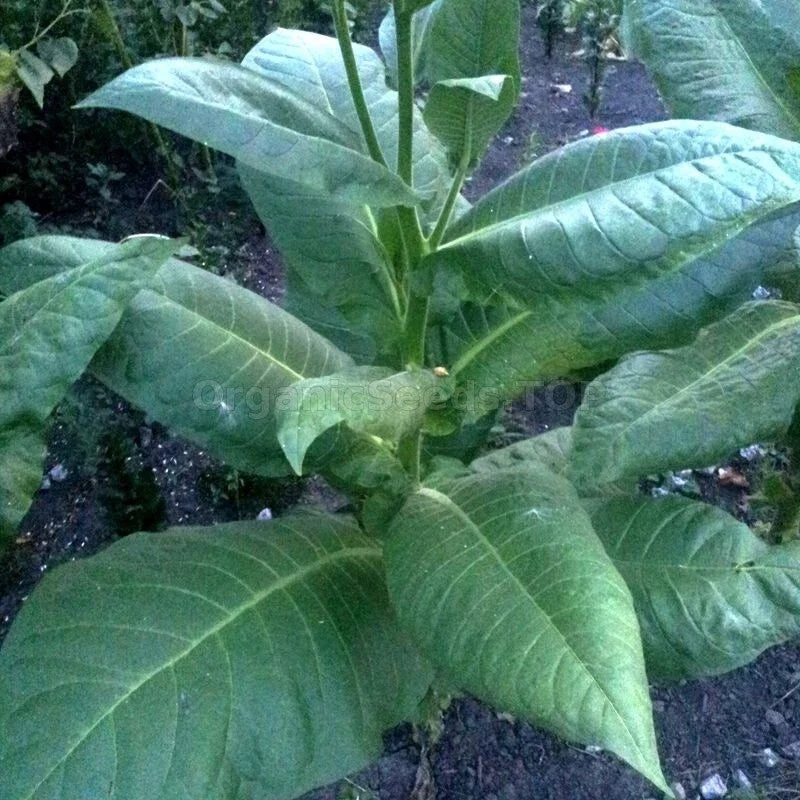 Burley Tobacco Seeds 1000 Heirloom Nicotiana Tabacum Flavorful