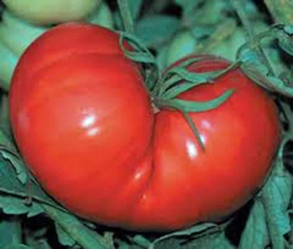 Heirloom Tomato Seeds - Red Ponderosa - Organic - 25+ Seeds - Non-GMO