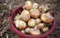Organic Early Texas Grano Onion Seeds - Short Day Variety for Spring & Fall Vegetable Gardens - Allium cepa