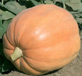 Mammoth Gold Giant Pumpkin Seeds - 20 Heirloom Organic NON-GMO - 40-60 lbs Variety - Cucurbita maxima