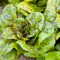 Freckles Romaine Lettuce Seeds - 1000+ Heirloom Organic Non-GMO - Fresh Gardening Seeds - Lactuca sativa