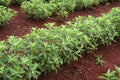 Stevia Seeds | 250 Pack | Sweetleaf Herb Plant | Natural Stevia Plant Seeds for Gardening