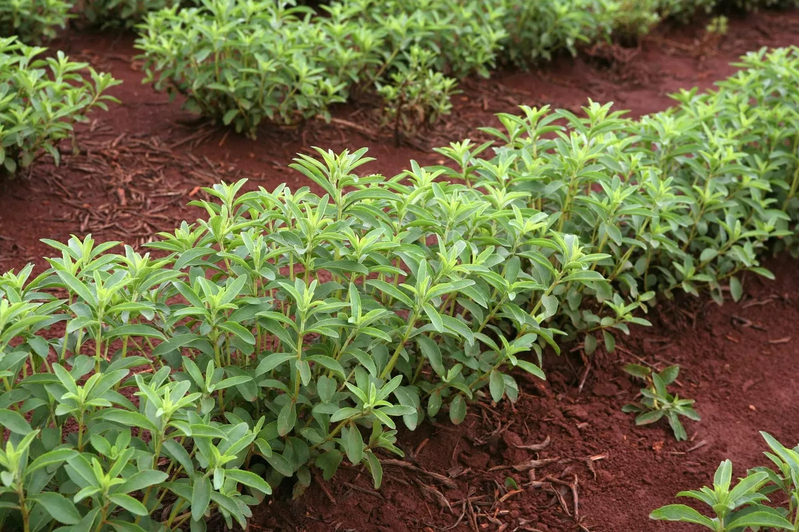 Stevia Seeds | 250 Pack | Sweetleaf Herb Plant | Natural Stevia Plant Seeds for Gardening