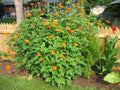 Mexican Sunflower Seeds - 100+ Count, Drought-Resistant Summer Flower for Garden & Container, Tithonia rotundifolia