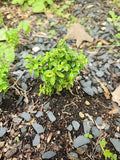 Kingsville Boxwood Mame Bonsai Tree, Rare Specimen, Buxus microphylla var. japonica, Indoor Plant, Miniature Bonsai