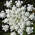 Anise Seeds 1000+ Count Non-GMO Heirloom Herbs for Planting - Pimpinella anisum