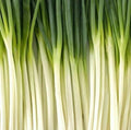 Tokyo Long White Bunching Onion Seeds 200+ Pack | Vegetable Garden | Allium fistulosum