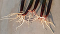 5 Live Red Mangrove Plants – Rhizophora Mangle Propagules/Seeds – Aquarium, Saltwater & Freshwater Tank Filter Plants
