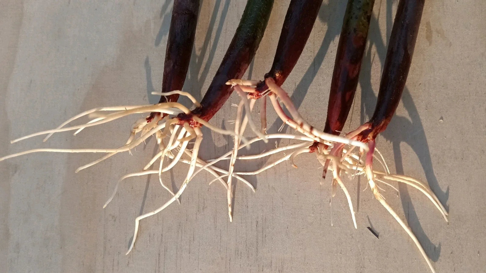 5 Live Red Mangrove Plants – Rhizophora Mangle Propagules/Seeds – Aquarium, Saltwater & Freshwater Tank Filter Plants