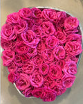Zephirine Drouhin Thornless Rose Cuttings 5-8" - Unrooted Fresh Stems (Rosa 'Zephirine Drouhin')