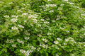 Linden Berry Shrub Seeds - Cardinal Candy Variety - 10 Pack - Tilia americana