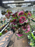Paso Doble Begonia Seeds - 25+ Seeds for Garden Planting - Ideal for Containers - Begonia x tuberhybrida