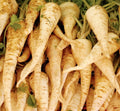 Harris Early Model Parsnip Seeds | White Root Vegetable Seeds | Daucus carota 2025