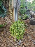 Large Hoya Wayetii Plant in 8-Inch Hanging Basket - Wax Plant, Matured, Green Foliage, Indoor/Outdoor Decor