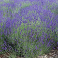 Lavender Seeds Bulk Pack 2000 Non-GMO Medicinal Vera Perennial - Perfect for Landscaping and Gardens