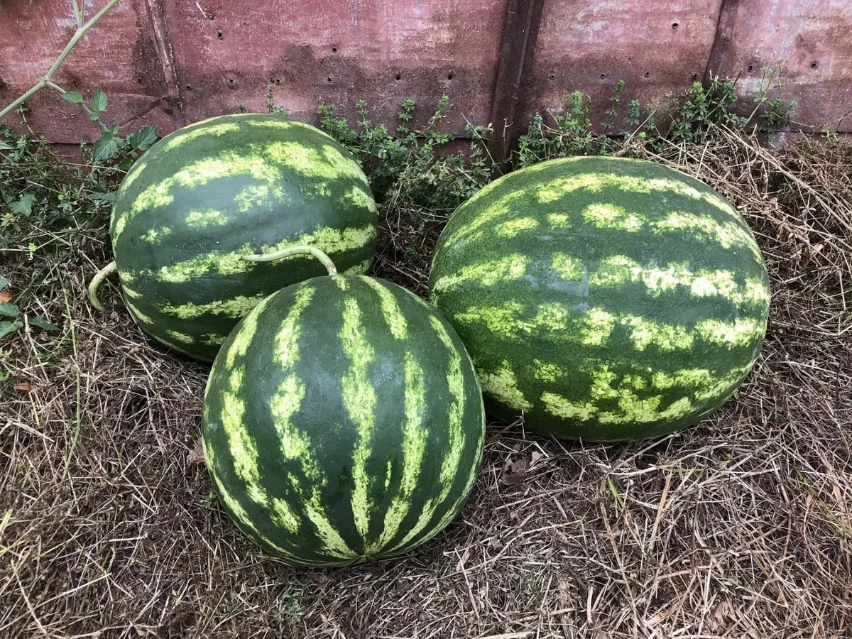 Crimson Sweet Watermelon Seeds - 25+ Non-GMO Heirloom Organic Red Seeds - Citrullus lanatus