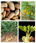 Garden Peanut Seeds - 25+ Heirloom Arachis hypogaea - USA Grown, Groundnut - Expiry 12/2024