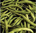 Heirloom Bean Seeds - Commodore Bush Variety, Non-GMO, 50+ Seeds, Green Beans, Organic Gardening