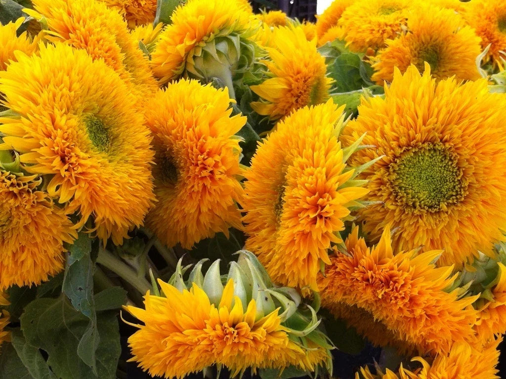 Teddy Bear Sunflower Seeds - 25 Count Packet - Fluffy Double Flowers - Helianthus annuus