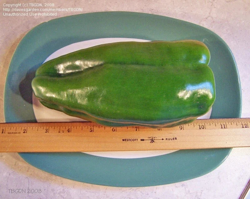 Big Bertha Sweet Pepper Seeds - 25+ Non-GMO Heirloom Seeds - Capsicum annuum - Fresh for Planting