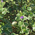 Variegated Vinca Lavender Periwinkle Groundcover Starter Vines - 8 Rooted Plants (Vinca minor)